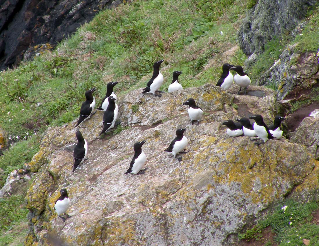 Gita all''isola di Skomer (Galles)